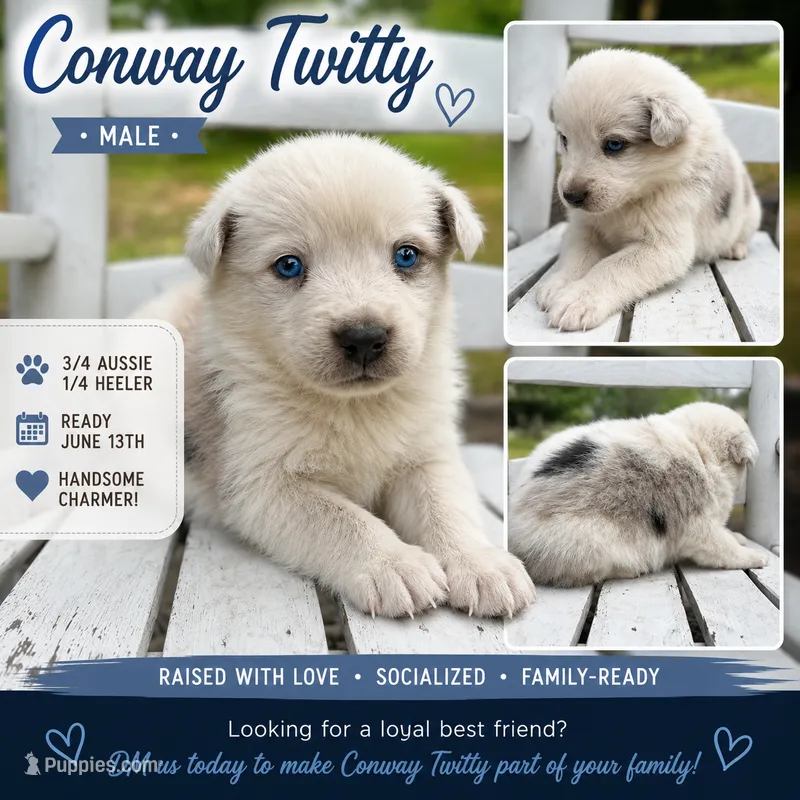 Conway Twitty – Australian Cattle Dog, Australian Shepherd puppy for sale in Decatur, TN