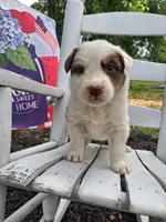 Kitty Wells, a female Australian Cattle Dog and Australian Shepherd for sale in Decatur, TN – 3 of 6