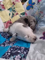 Dottie West, a female Australian Cattle Dog and Australian Shepherd for sale in Decatur, TN – 6 of 7