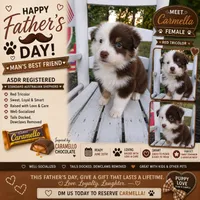 Carmella, a female Australian Shepherd for sale in Decatur, TN – 1 of 4