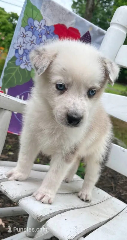 Conway Twitty – Australian Cattle Dog, Australian Shepherd puppy for sale in Decatur, TN