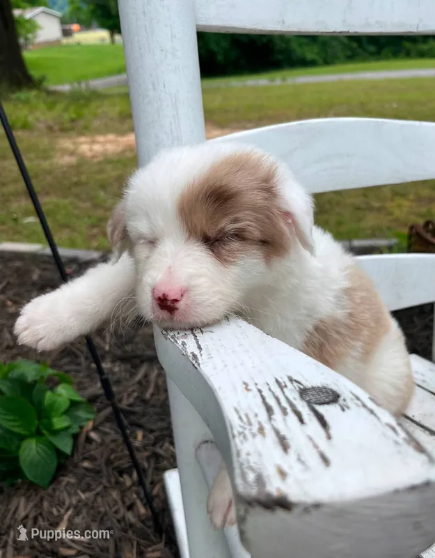 Patsy Cline – Australian Cattle Dog, Australian Shepherd puppy for sale in Decatur, TN