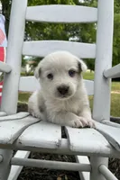 Conway Twitty, a male Australian Cattle Dog and Australian Shepherd for sale in Decatur, TN – 3 of 6