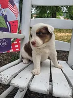 Kitty Wells, a female Australian Cattle Dog and Australian Shepherd for sale in Decatur, TN – 2 of 6