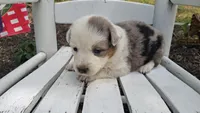 Dottie West, a female Australian Cattle Dog and Australian Shepherd for sale in Decatur, TN – 3 of 7