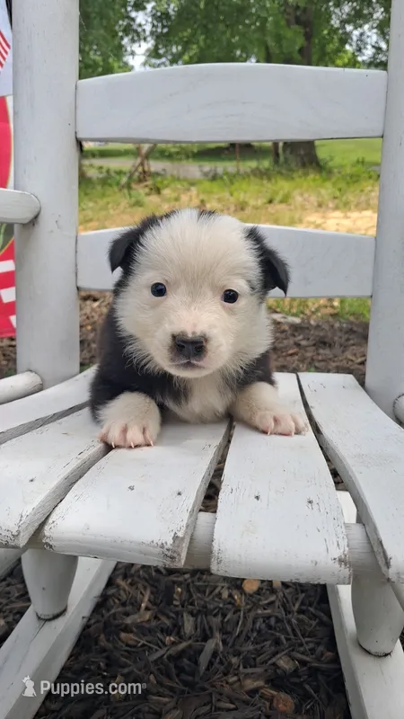 Tom T. Hall – Australian Cattle Dog, Australian Shepherd puppy for sale in Decatur, TN