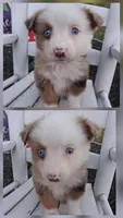 Bueno, a male Australian Shepherd for sale in Decatur, TN – 3 of 4