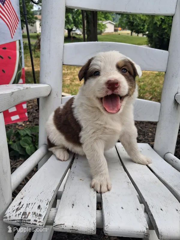 Kitty Wells – Australian Cattle Dog, Australian Shepherd puppy for sale in Decatur, TN