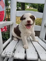 Kitty Wells, a female Australian Cattle Dog and Australian Shepherd for sale in Decatur, TN – 1 of 6