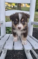 Rocher, a female Australian Shepherd for sale in Decatur, TN – 3 of 5