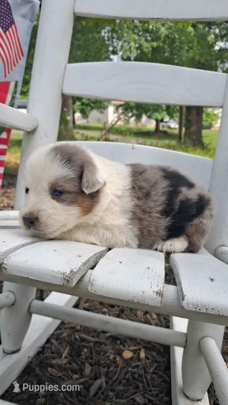 Dottie West – Australian Cattle Dog, Australian Shepherd puppy for sale in Decatur, TN