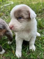 Patsy Cline, a female Australian Cattle Dog and Australian Shepherd for sale in Decatur, TN – 3 of 9
