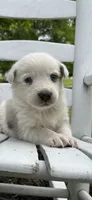 Conway Twitty, a male Australian Cattle Dog and Australian Shepherd for sale in Decatur, TN – 1 of 6