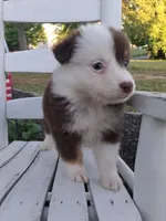 Carmella, a female Australian Shepherd for sale in Decatur, TN – 3 of 4