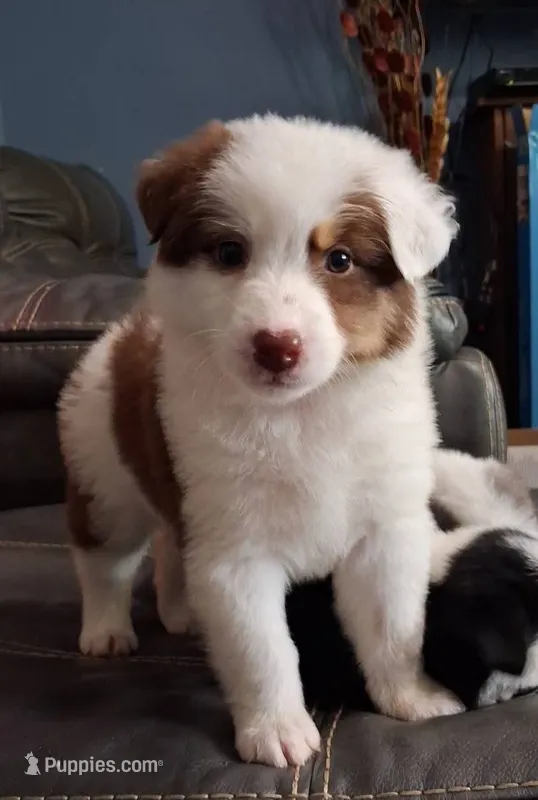 Kitty Wells – Australian Cattle Dog, Australian Shepherd puppy for sale in Decatur, TN