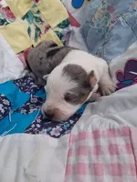 Dottie West, a female Australian Cattle Dog and Australian Shepherd for sale in Decatur, TN – 5 of 7