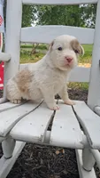Patsy Cline, a female Australian Cattle Dog and Australian Shepherd for sale in Decatur, TN – 5 of 9