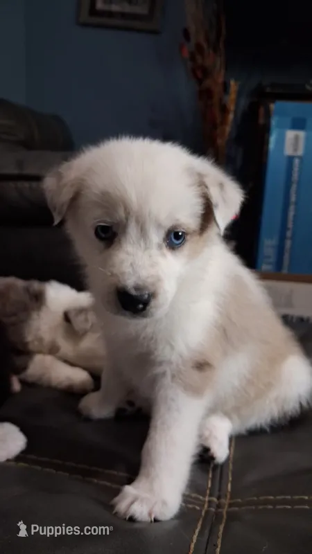 Conway Twitty – Australian Cattle Dog, Australian Shepherd puppy for sale in Decatur, TN
