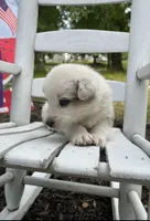 Conway Twitty, a male Australian Cattle Dog and Australian Shepherd for sale in Decatur, TN – 4 of 6