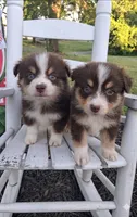 Ferrero, a male Australian Shepherd for sale in Decatur, TN – 3 of 4