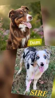 Rocher, a female Australian Shepherd for sale in Decatur, TN – 2 of 5