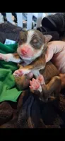 Rocher, a female Australian Shepherd for sale in Decatur, TN – 5 of 5