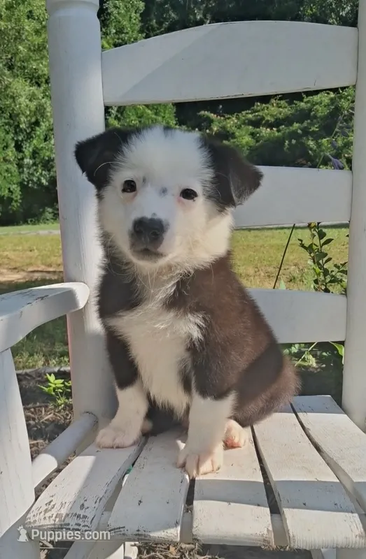 Tom T. Hall – Australian Cattle Dog, Australian Shepherd puppy for sale in Decatur, TN