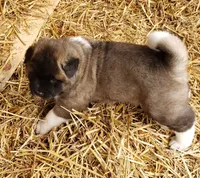 processed/fc767c55-d1e6-4897-b00a-ca7d2e7ade7e/listing/15efbf8a-6364-4d37-9fce-b90c68b542cc/322c45f4-f32c-4f08-a70b-84aaa53a1b8a