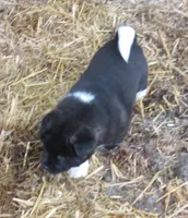 processed/fc767c55-d1e6-4897-b00a-ca7d2e7ade7e/listing/364141cc-3aec-4dbc-8186-5deafedf1003/9b9c7d32-3296-4e20-9466-85fa83891a3d