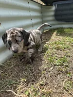 Otis, a male American Bulldog and Dachshund for sale in Greensboro, NC – Photo 7 of 7