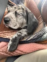 Otis, a male American Bulldog and Dachshund for sale in Greensboro, NC – Photo 5 of 7