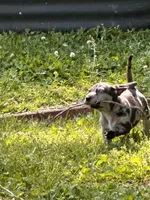 Otis, a male American Bulldog and Dachshund for sale in Greensboro, NC – Photo 4 of 7