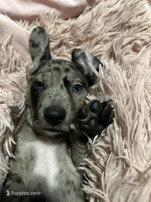 Otis – American Bulldog, Dachshund puppy for sale in Greensboro, NC