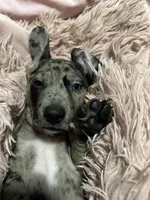 Otis, a male American Bulldog and Dachshund for sale in Greensboro, NC – Photo 1 of 7