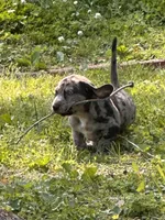 Otis, a male American Bulldog and Dachshund for sale in Greensboro, NC – Photo 2 of 7