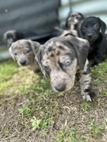 Otis, a male American Bulldog and Dachshund for sale in Greensboro, NC – Photo 6 of 7