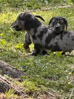 Otis, a male American Bulldog and Dachshund for sale in Greensboro, NC – Photo 3 of 7