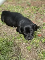 Ox, a male American Bulldog and Dachshund for sale in Greensboro, NC – Photo 4 of 5