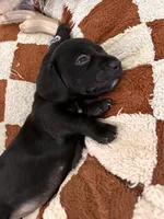 Ox, a male American Bulldog and Dachshund for sale in Greensboro, NC – Photo 2 of 5