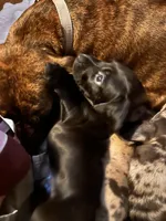 Ox, a male American Bulldog and Dachshund for sale in Greensboro, NC – Photo 3 of 5