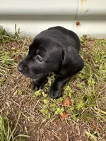 Ox, a male American Bulldog and Dachshund for sale in Greensboro, NC – Photo 5 of 5