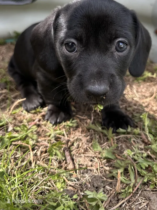 Ox – American Bulldog, Dachshund puppy for sale in Greensboro, NC