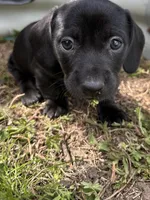 Ox, a male American Bulldog and Dachshund for sale in Greensboro, NC – Photo 1 of 5