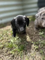 Orien, a male American Bulldog and Dachshund for sale in Greensboro, NC – Photo 2 of 4