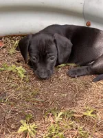 Orien, a male American Bulldog and Dachshund for sale in Greensboro, NC – Photo 3 of 4