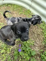 Orien, a male American Bulldog and Dachshund for sale in Greensboro, NC – Photo 4 of 4