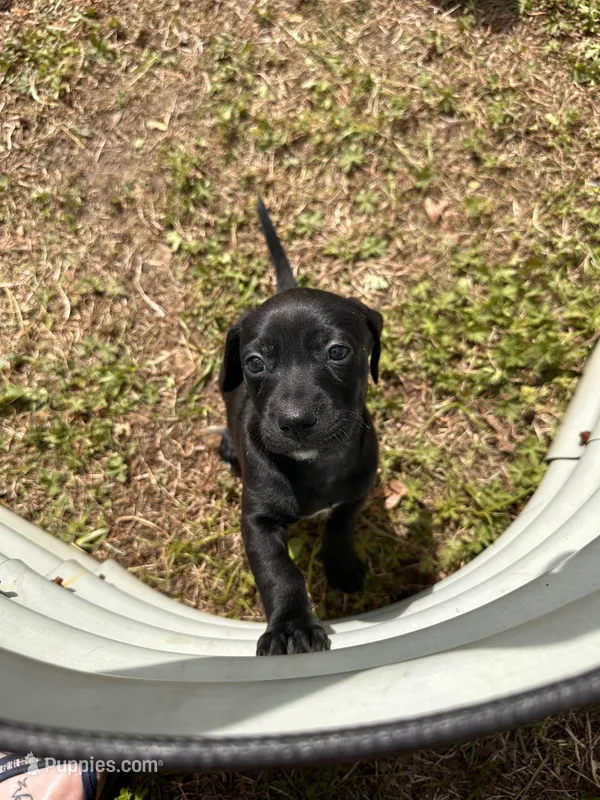 Orien – American Bulldog, Dachshund puppy for sale in Greensboro, NC
