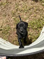 Orien, a male American Bulldog and Dachshund for sale in Greensboro, NC – Photo 1 of 4