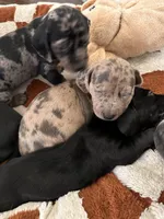 Bean, a male American Bulldog and Dachshund for sale in Greensboro, NC – Photo 6 of 10