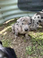 Bean, a male American Bulldog and Dachshund for sale in Greensboro, NC – Photo 8 of 10